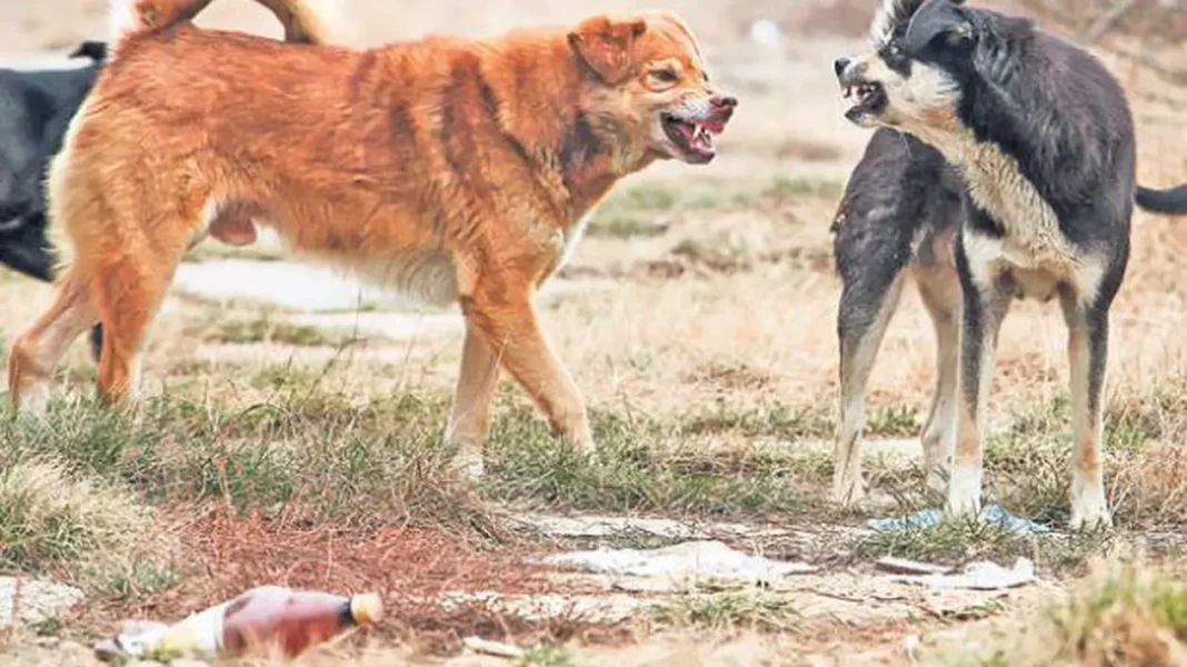 Un copil de a murit după ce a fost atacat de mai mulţi câini