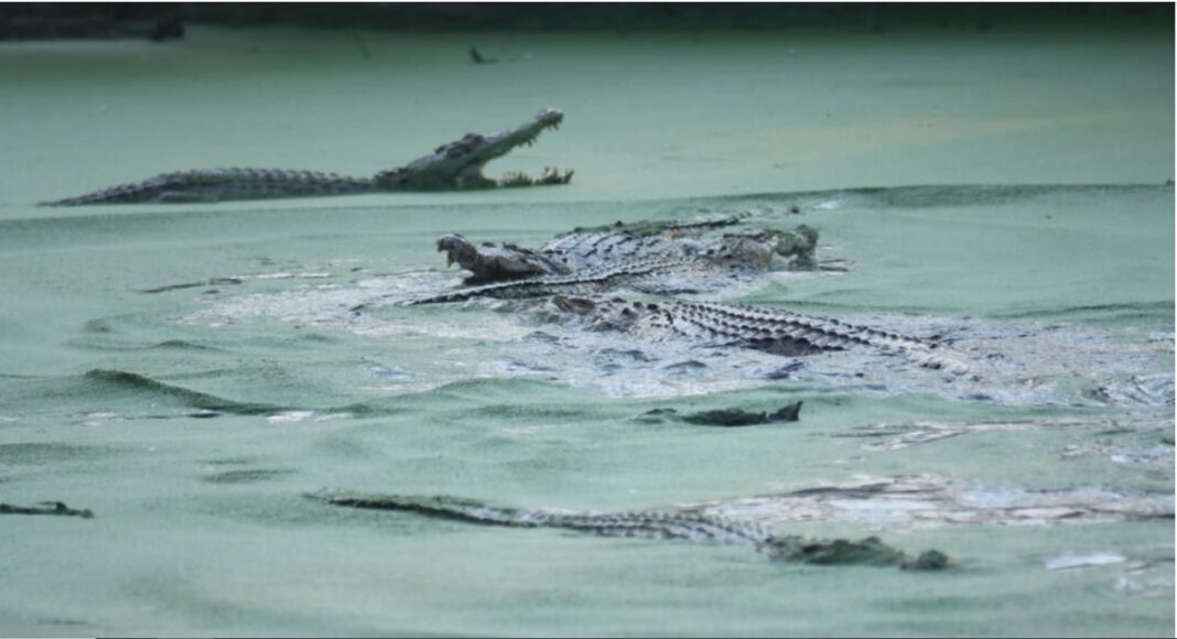 Crocodilii captivi înoată într-un parc din Medan, Indonezia. Crocodilii sunt responsabili pentru mai multe atacuri fatale asupra oamenilor în fiecare an în țară