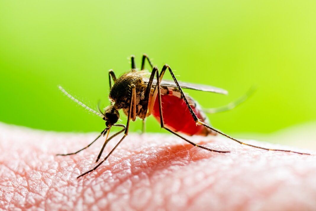 22 de cazuri de infecţie cu West Nile au fost înregistrate în România, până în prezent