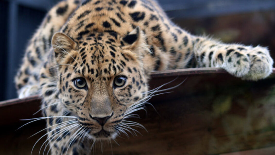 Proprietarul unei grădini zoologice private a fost omorât de un leopard