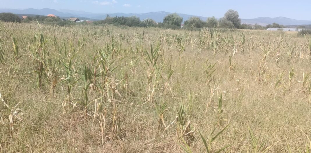 Mii de hectare de teren sunt afectate grav de secetă