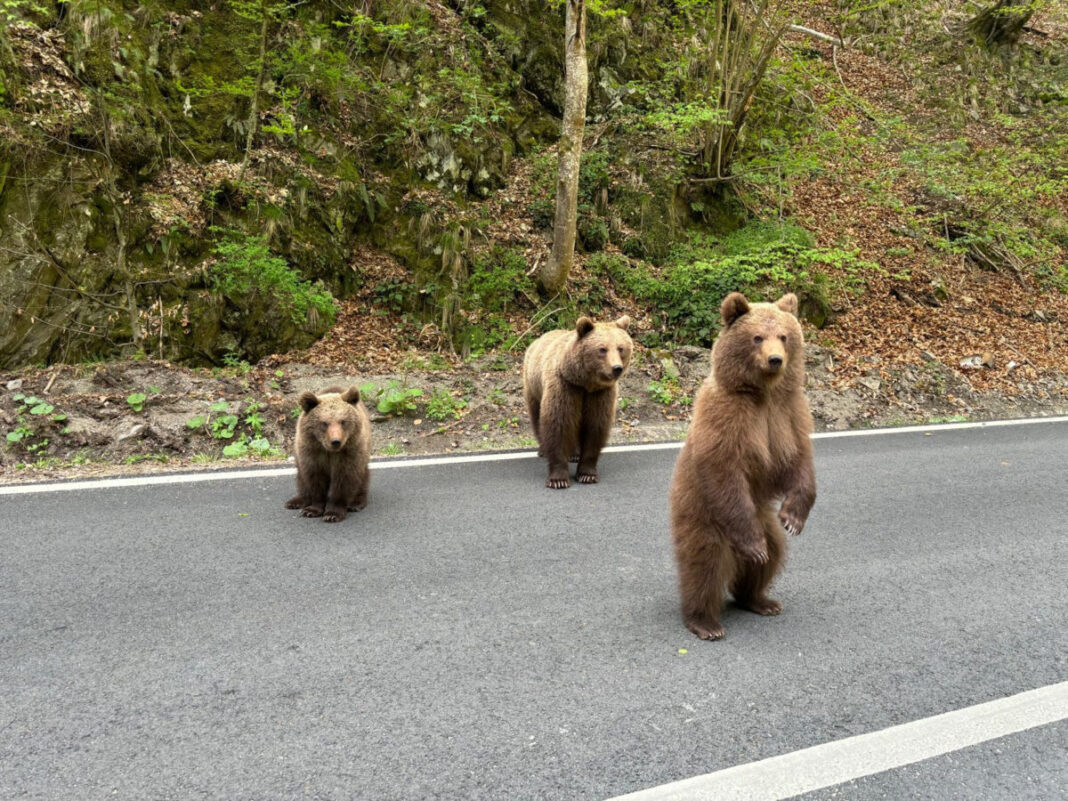 Turiştii care hrănesc urşii de pe Transfăgărăşan, amendaţi de două ori