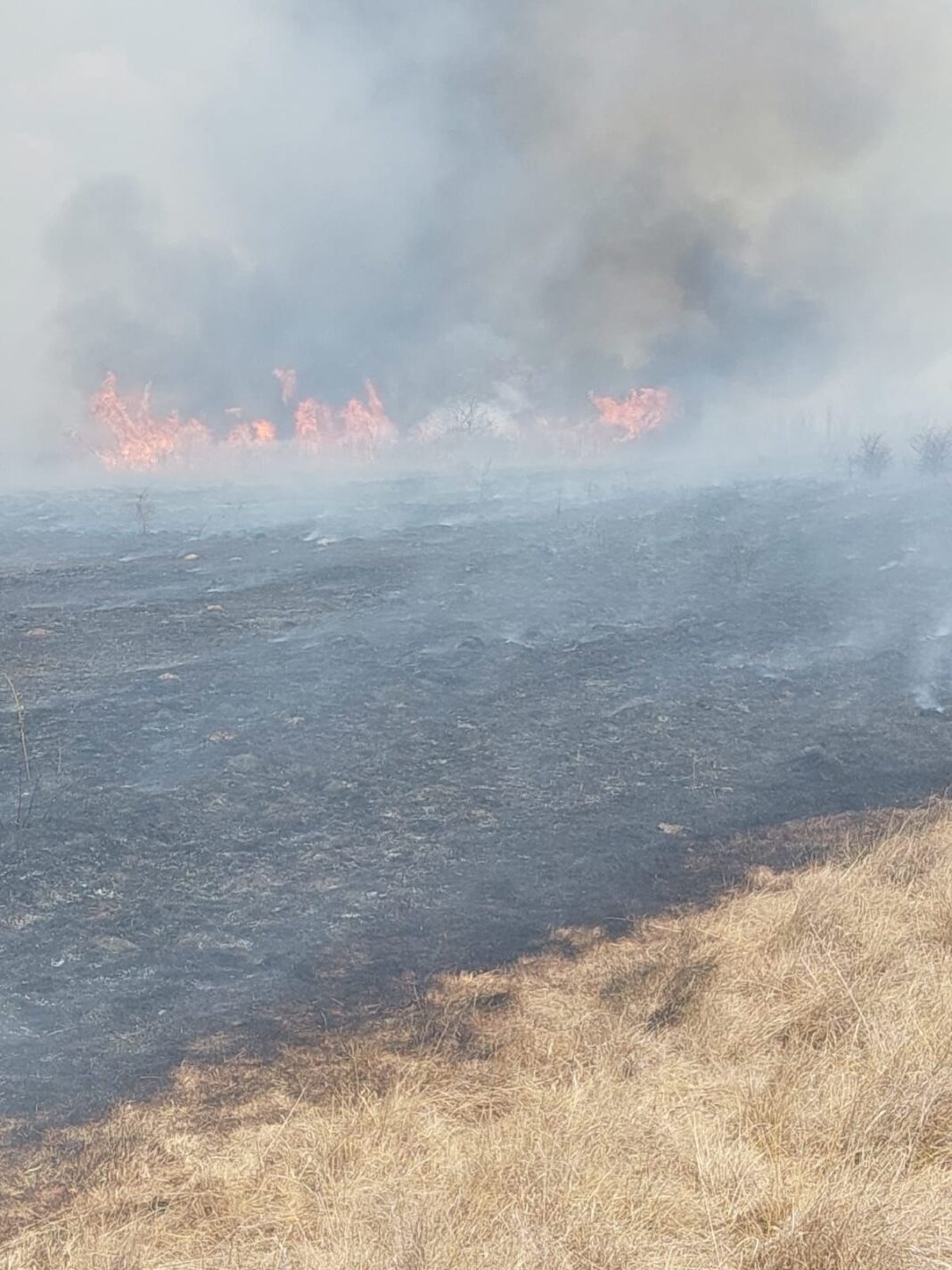 Sute de hectare de vegetație mistuite de flăcări