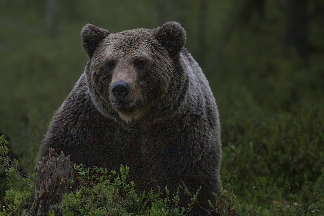 Un bărbat a fost atacat de urs pe o păşune