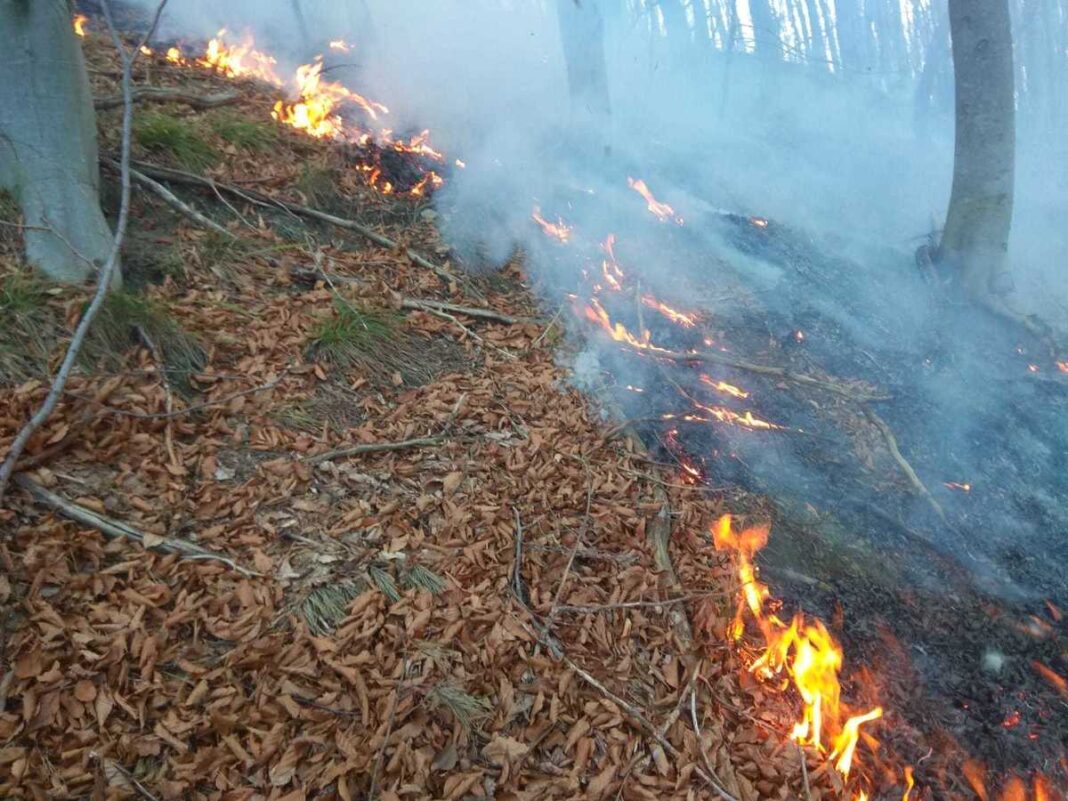 20 de hectare de pădure ard în județul Vâlcea