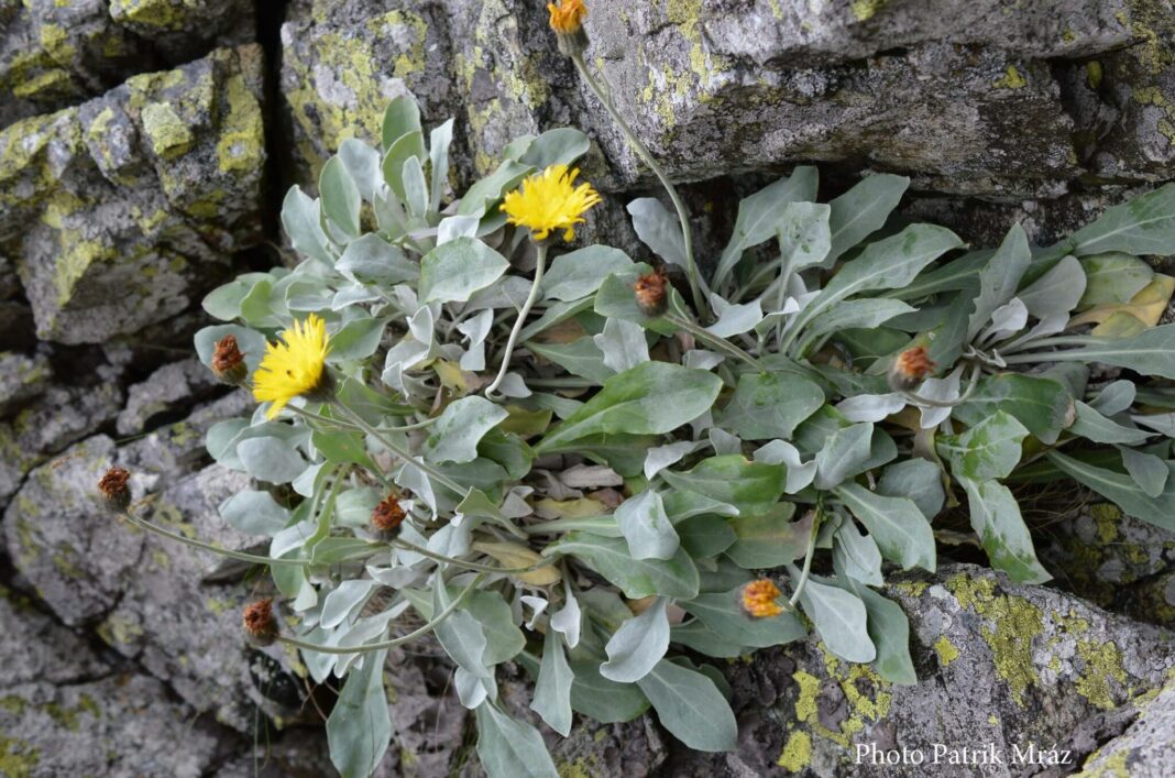 O plantă care trăieşte de peste 60.000 de ani în Carpaţii Orientali, descoperită de cercetători