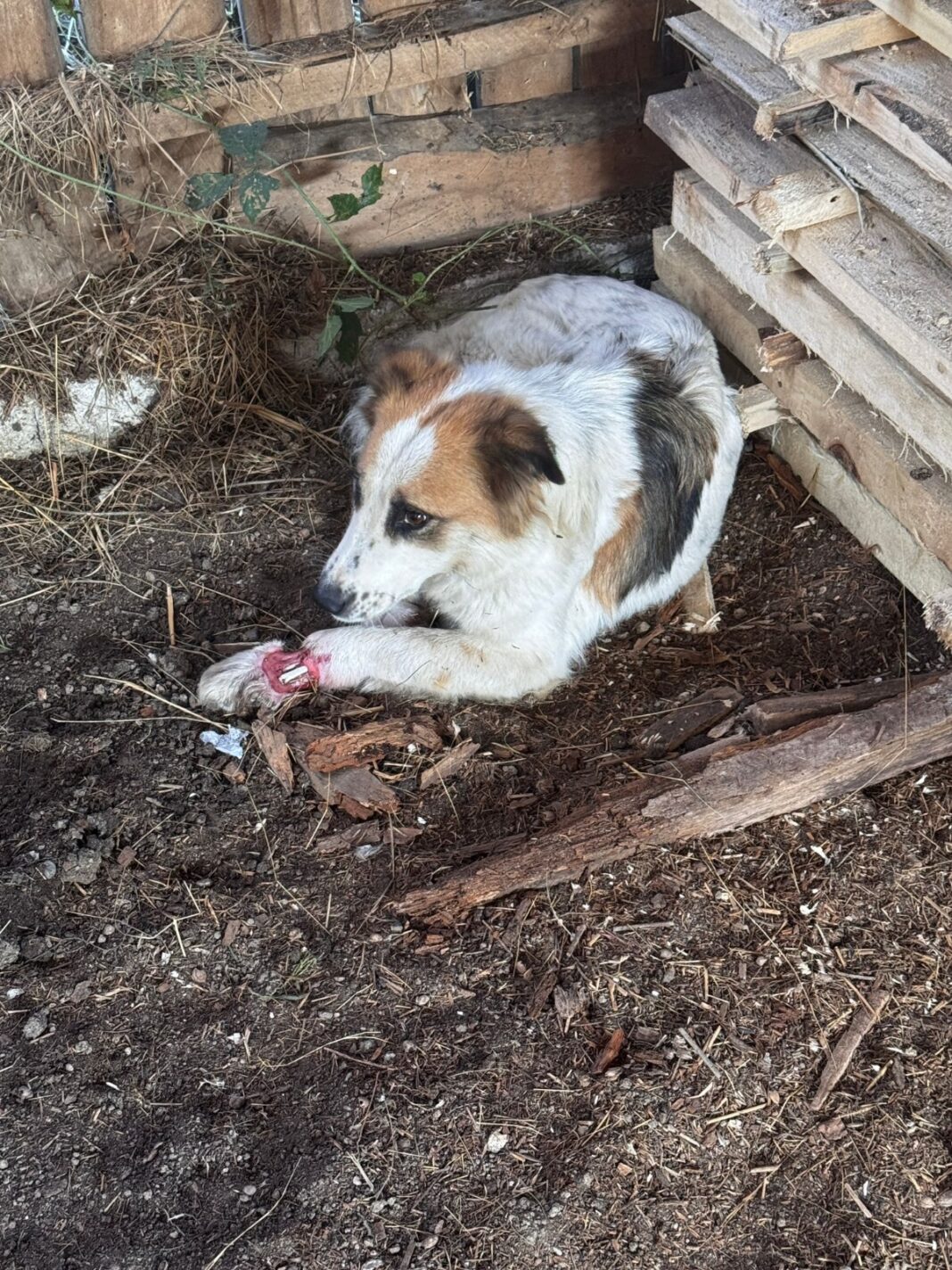 Câine rănit, salvat de Serviciul pentru Protecția Animalelor Gorj