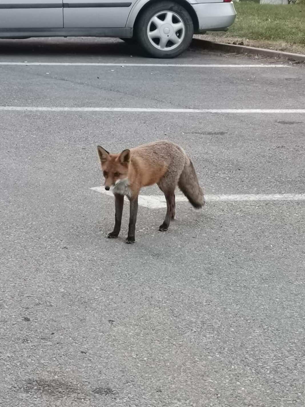 Vulpe fotografiată în curtea Spitalului TBC de la Runcu (sursa foto: Facebook)