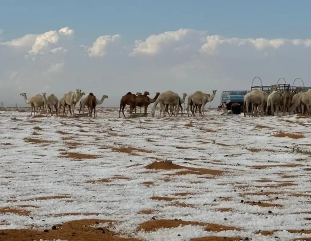 În Arabia Saudită, deşertul a fost acoperit de grindină