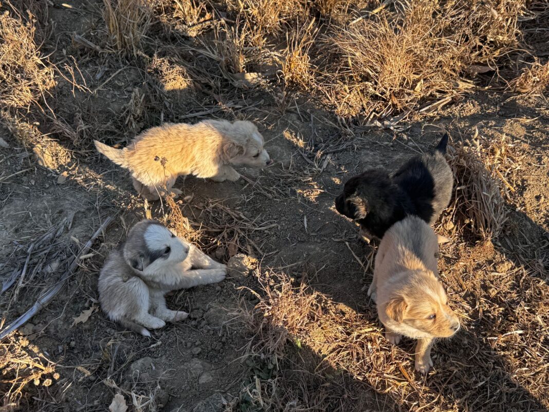 Șapte căței, abandonați la ieșire din Târgu Jiu