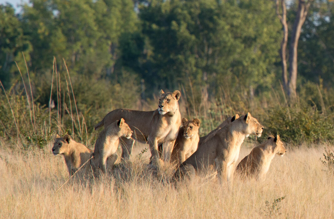 Un copil de opt ani a trăit cinci zile printre lei într-un parc de vânătoare din Africa