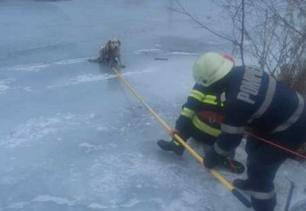 Pompierii au salvat un cățel blocat pe gheața râului Jiul de Vest, la Lupeni