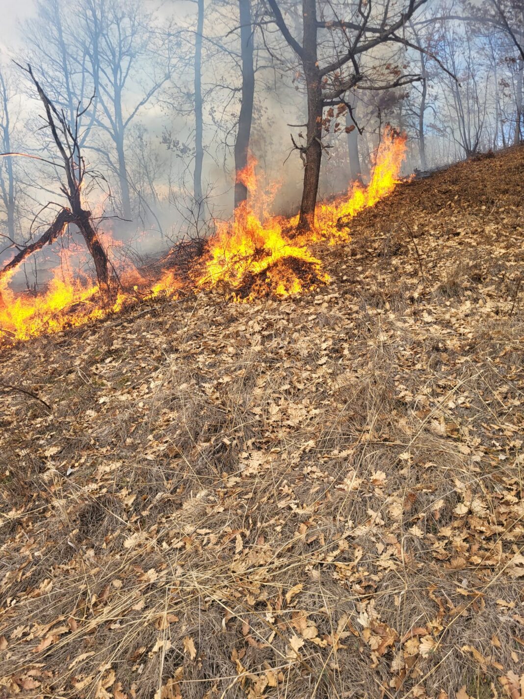 Peste 700 de hectare de vegetație uscată au ars în Mehedinți